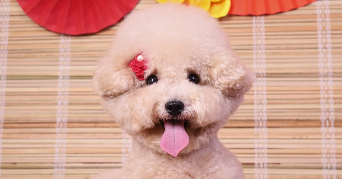 Chú chó Poodle màu kem dễ thương với chiếc nơ đỏ trên tai, thè lưỡi đáng yêu, chụp trên phông nền Tết trang trí màu sắc rực rỡ tại Petcial Studio.