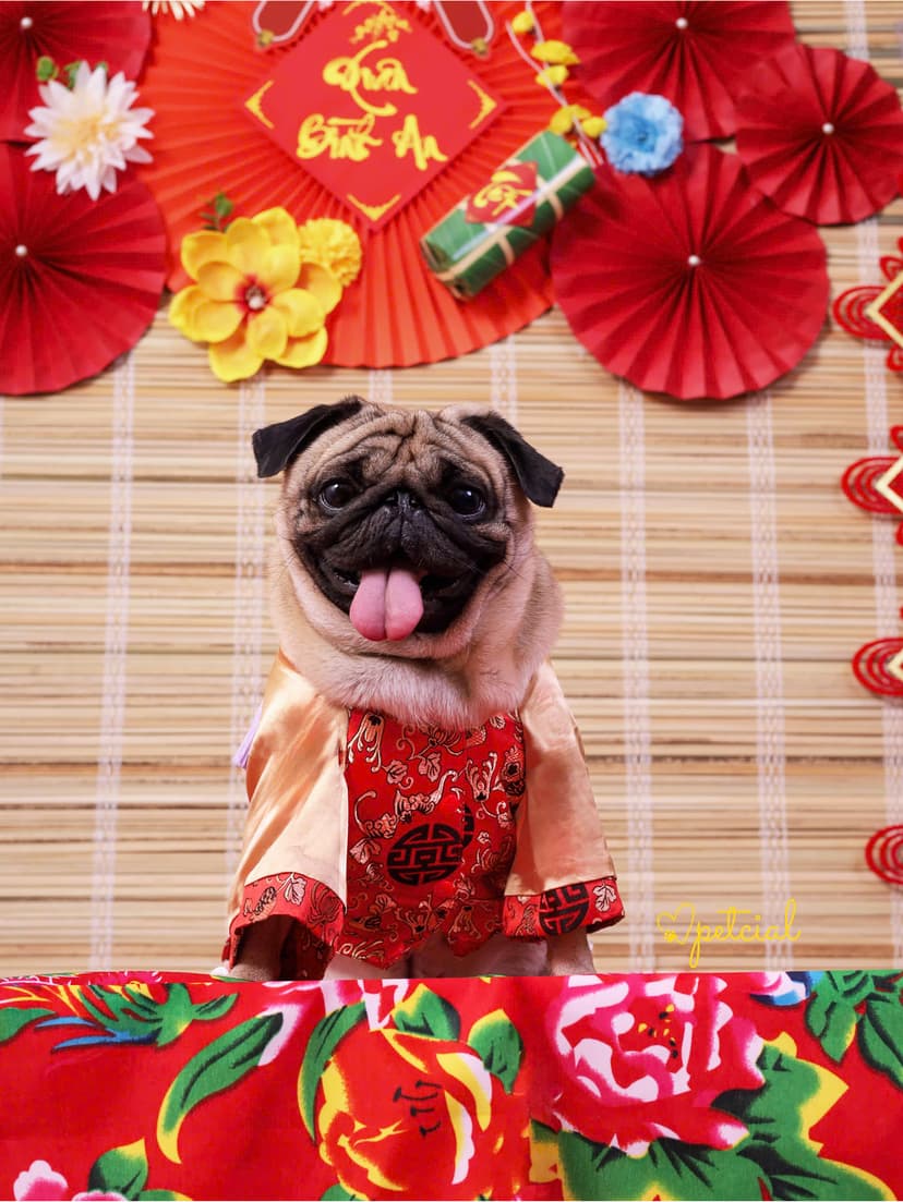 The pug is smiling while taking photos at Petcial.