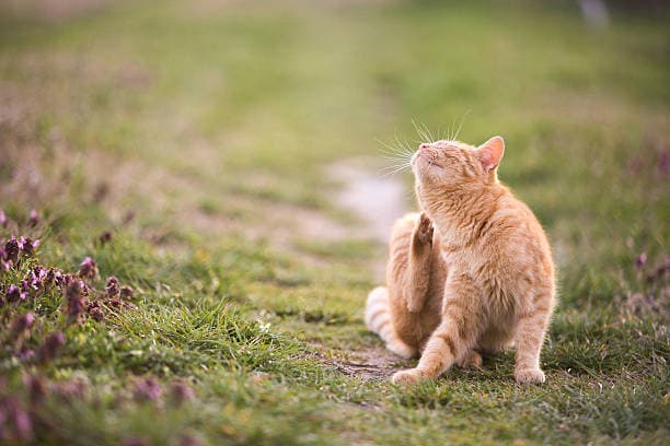 Skin Issues in Cats, Petcial spa, district 2, Pet Grooming District 2, Pet Grooming near me with good price, Cat Hotel District 2, Cat Hotel An Phu, Cat Hotel Thảo Điền