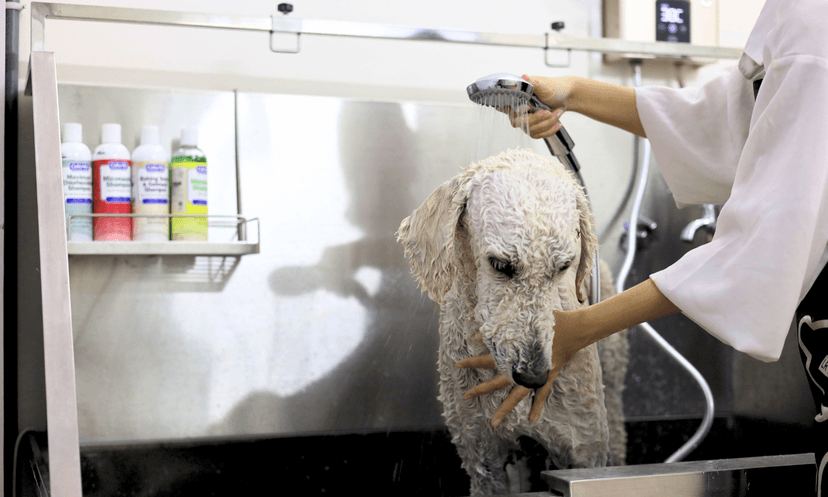 A Cat is enjoying a relaxing spa grooming service at Petcial.