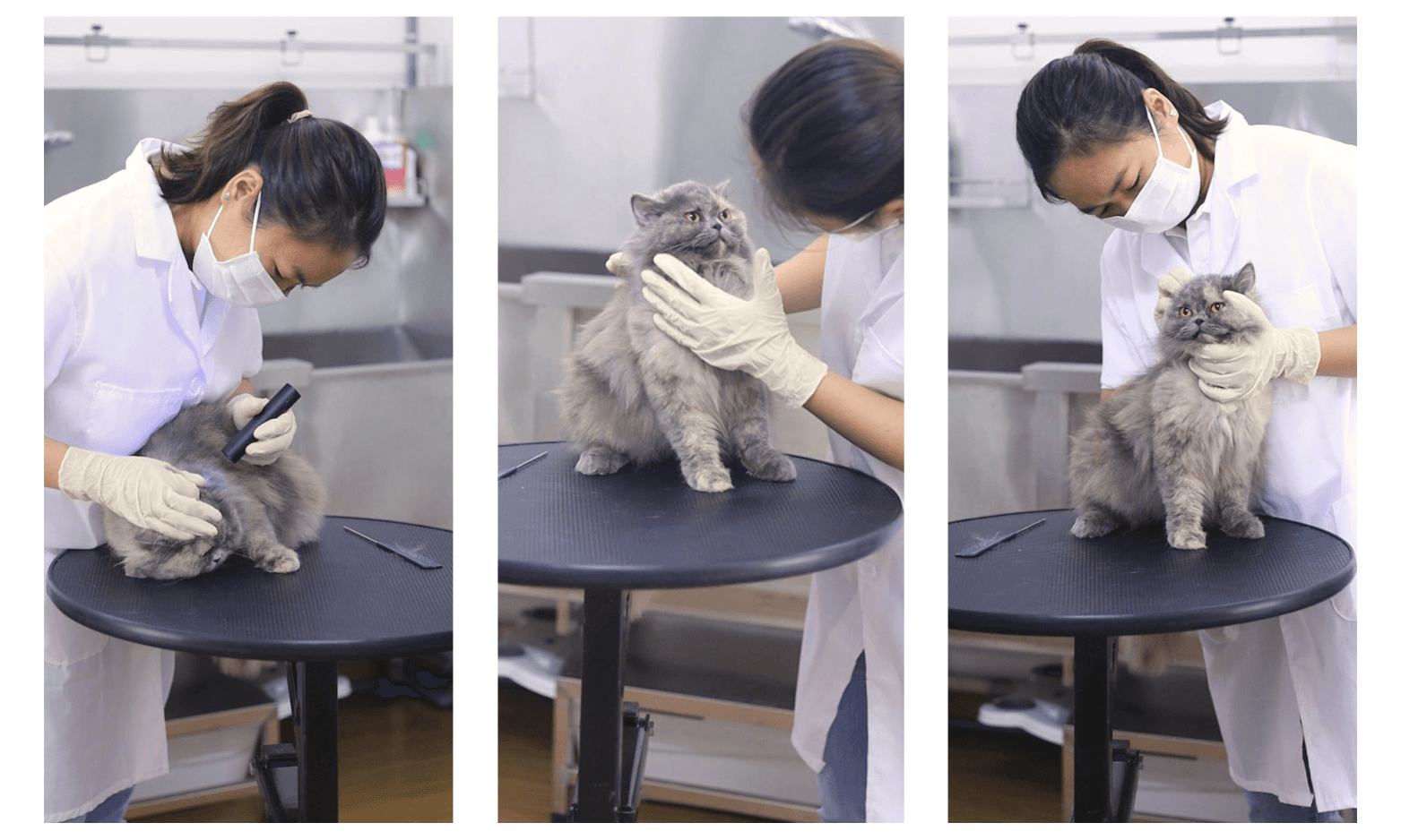Vet checks up in every pet grooming session