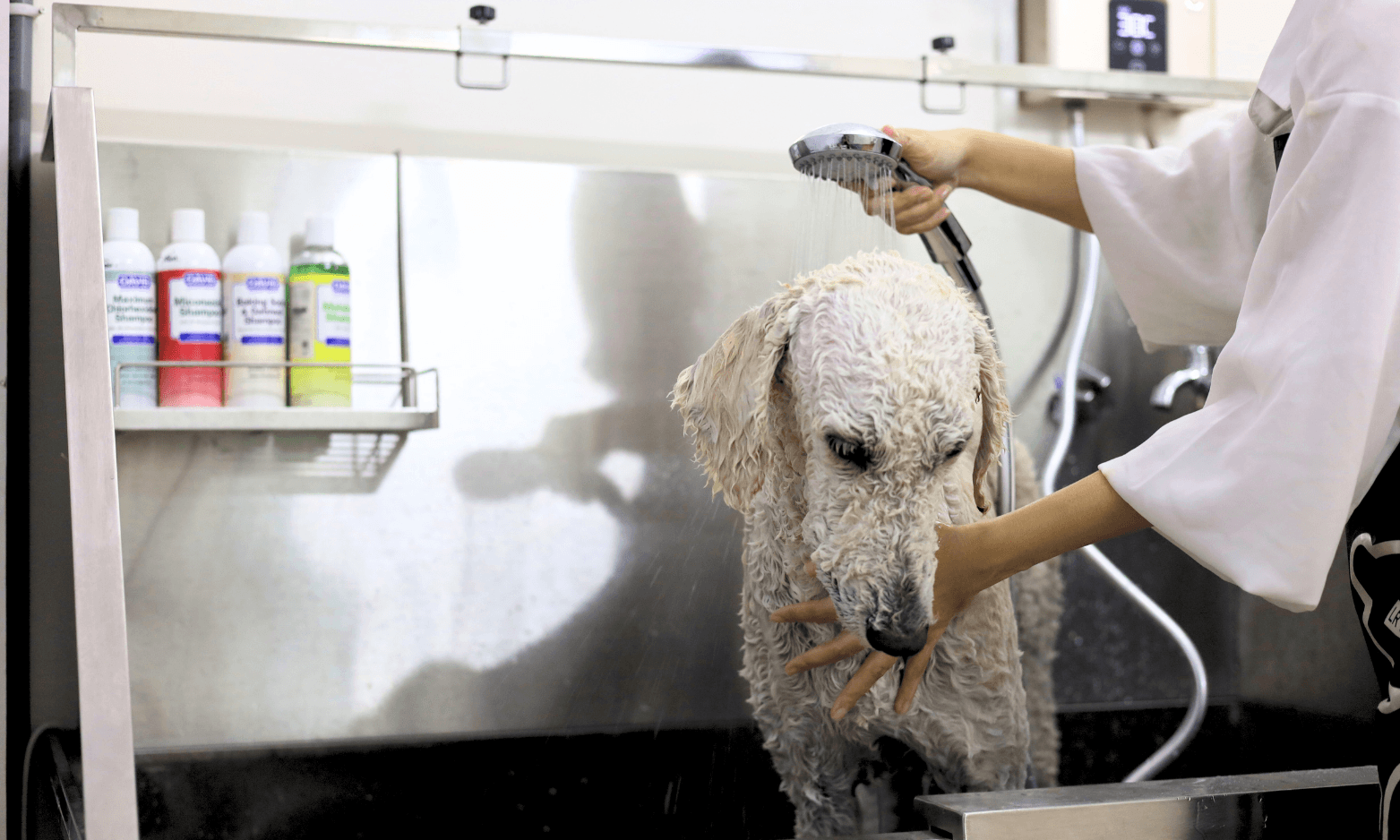 Vet-approved shampoo in every pet grooming session - dog bathing - cat bathing - dog spa - cat spa- pet spa