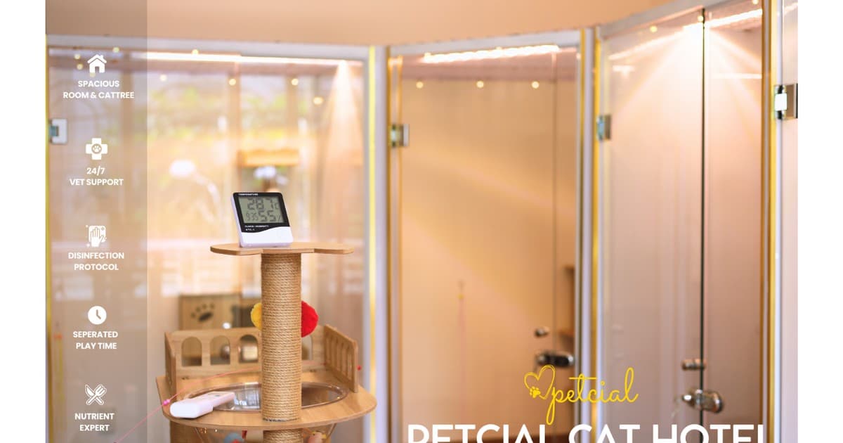 petcial cat hotel, khách sạn mèo, quận 2